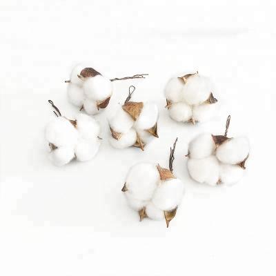 China Natural Dried Stem Flower Cotton Flowers For Wedding Party DIY Home Craft Decorative for sale