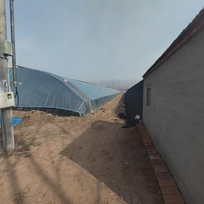 China Stable Structure Easily Assembled Professional Manufacturer China Agricultural Film Single Span Tomato Greenhouse for sale