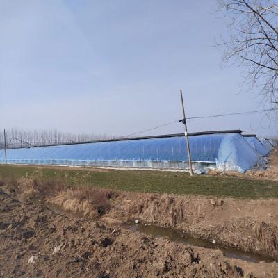 China Stable Structure Easily Assembled Wholesale Agricultural Greenhouse Steel Frame Tomato Cultivation Sun Film Greenhouse for sale