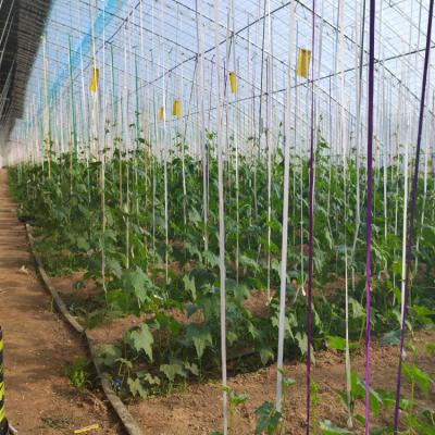 China Stable Structure Easily Assembled Wholesale Industrial Greenhouse Agriculture Single Span Film Nursery Sun Greenhouse for sale