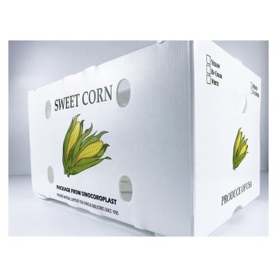 China Recyclable; Assets; Washable; Environmentally Friendly Light Weight High Impact Corrugated Plastic PP Corn Packaging Box for sale