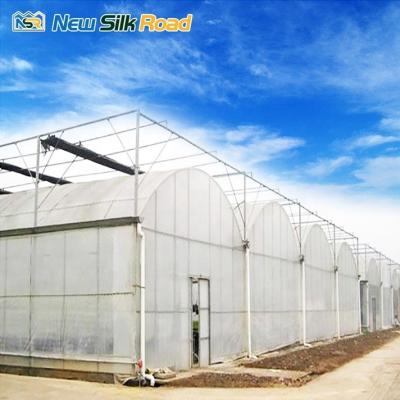 China Customized Roof Height 3.5m-5.8m Film Cover Greenhouse for Agriculture at Affordable for sale