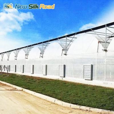 China Single Layer Greenhouse for Hydroponic Vegetable Farming Large Walk-In Tunnel Design for sale