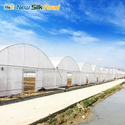 China NSR Greenhouse Double Layer Economical Plastic Vegetable Tunnel Greenhouse at Affordable for sale