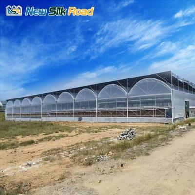 China Affordable NSR Greenhouse Tunnel for Strawberry Cultivation Roof Height 3.5m-5.8m for sale