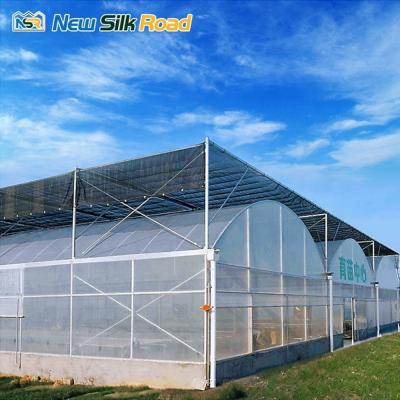 China Large Single Layer Greenhouse Tunnel Sale Economical and Customizable for Agriculture for sale