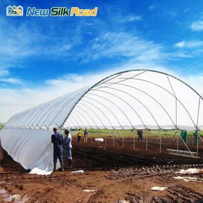 China Economically Viable Multi-Span Tunnel Greenhouse for Agriculture Hydroponic Planting for sale