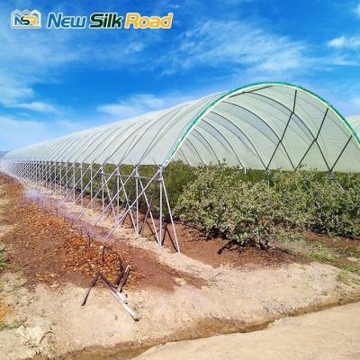 China Large Agricultural Film Greenhouse for Tropical Crops Single Layer and Easy for sale