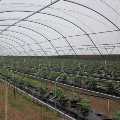 China Wind Load 0.6 kn/m2 Multi-Span Agricultural Greenhouse for Hydroponic Strawberries for sale