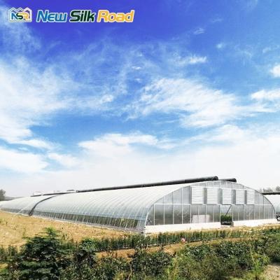 China 100/120/150/200micro PE Film Galvanized Steel Film Tunnel Greenhouse NSR Instruction for sale