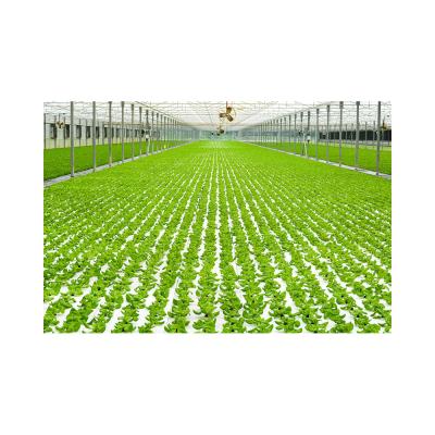 China Large 2021 PVC Dwc Aquaponics Farm for High Density Soilless Agriculture of Seedlings for sale