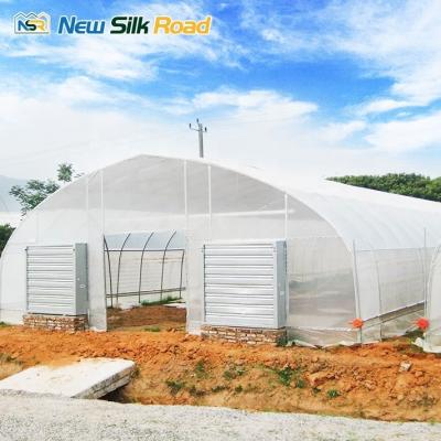 China Small Agricultural Poly Tunnel Greenhouse Low Cost Garden Cover with Plastic Film Single Layer PE Steel Material for Plant for sale