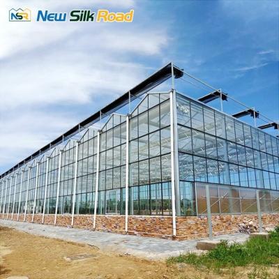 China Multi-Span Venlo Greenhouse with Hot Dip Galvanized Steel Frame and NSR Instruction for sale