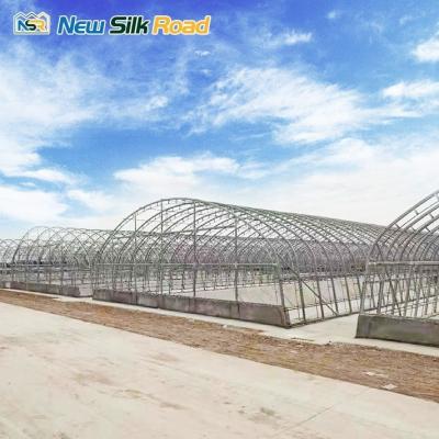 China PE Plastic Film Covered Galvanized Steel Frame Greenhouse for Small to Large Square for sale