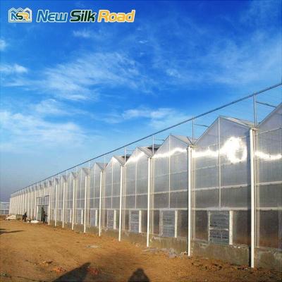 China Nft Leafy Vegetable Hydroponic System in Pc Sheet Multi-Span Agricultural Greenhouse for sale