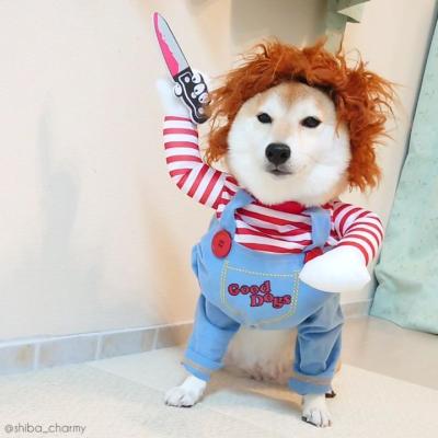 China Stocked Pet Products Dog Clothes Novelty Chucky Cat Party Cosplay Apparel Funny ClothingPet A Perro Turnout Knife Costume for sale