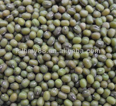 China Myanmar Green Dried Mung Beans for sale