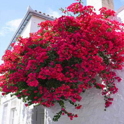 China Long Lasting Wedding Flower Arrangement Rose Bougainvillea Artificial Flowers for sale