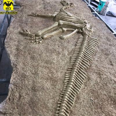 China Amusement Park Kuilong Dish Fossil Dinosaur Skeleton Fossil For Museum Display Dinosaur Skeleton For Sale for sale