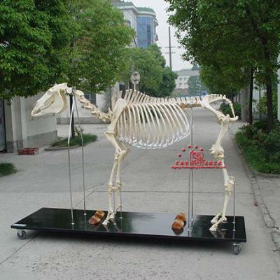 China Amusement Park Reproductions Fiberglass Animal Skeleton Horse Fossil Skeleton for sale