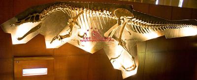 China Baryonyx Amusement Park Handmade Dinosaur Skeleton Fossil for sale