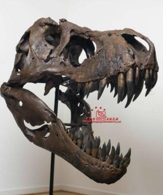 China Amusement Park Dinosaur King Skull Fossil Replica For Display for sale