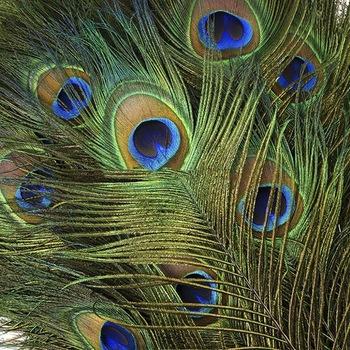 China Party Supplies Real Natural Peacock Tail Eyes Feathers Wedding Festival Party Decoration for sale