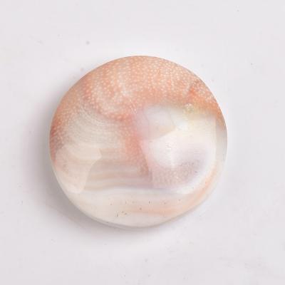 China China Wholesale Natural Raw Stone Sun Shell Fossil Slices Mineral Specimens Slices Conch Shell For Sale for sale