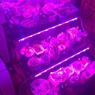 China Seed Starting 10% OFF Best Plant Lamp Grow Lights Full Spectrum t8 t5 tube led grow light for plants for sale