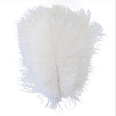 China Decorations 8-10 Inch (20-25cm) Assorted Colors Carnival Costume Dyed Ostrich Feather For Headdress for sale