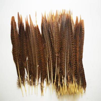 China Carnival Size 20-25cm Golden Pheasant Short Tail Feathers for sale