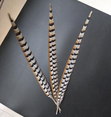 China Cheapest long natural pheasant feather clothing chief justices and headdress stage decoration factory wholesale sale 50-60 cm feathers pheasant feathers for sale