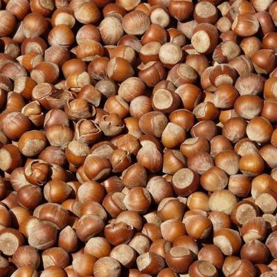 China Dry Hazelnut Roasted and Raw Hazelnut Best Price and Quality Choices for sale