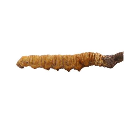 China Wholesale High Quality Nutritious Shiitake Mushroom Fresh Cordyceps Fresh for sale