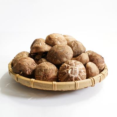 China High quality dried shiitake mushrooms spread wholesale price organic dried shiitake mushrooms for sale