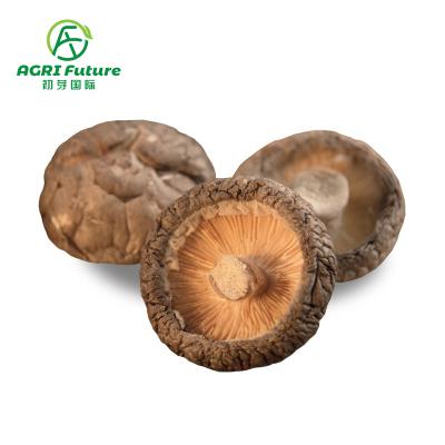 China 2021 cheap hot sale quality dry shiitake dry spreads cut feet for sale