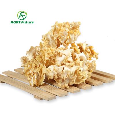 China Wholesale Fresh Spot Dried Sparassis Mushroom Soup Brevipes Dried Ingredients Cauliflower Edible Mushroom for sale