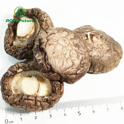 China Wholesale dried white flower dried mushroom/dried shiitake mushroom /hot sale dried mushroom for sale