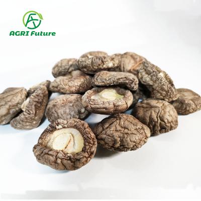 China Wholesale dried white flower dried mushroom/dried shiitake mushroom /hot sale dried mushroom for sale