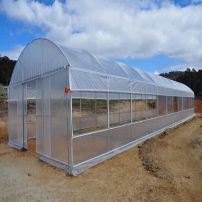 China Low price vegetable single film single span film flowers fruit greenhouse tunnel greenhouse for tomato planting for sale