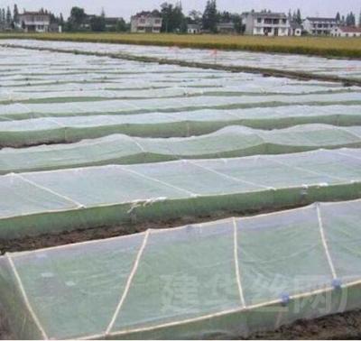 China Plastic bird-proof net PE enlarged thickened greenhouse agricultural breeding net vineyard insect-proof net for sale