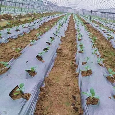 China Agriculture  Mulch Film for Weed Restain Soil Temperature and Moisture Retention V6 for sale