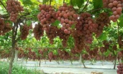 China Película de encogimiento biodegradable metalizada reflexiva de las uvas de las manzanas de la película del PE en venta