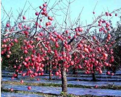 China Apple Tree Greenhouse 12 Micron Agriculture Film Biodegradable for sale