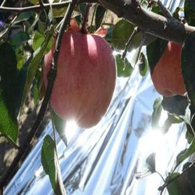 China Película de poliéster de plata del árbol frutal, película aluminizada agrícola del pajote de VMCPP en venta