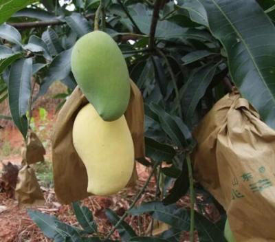 China Waterproof Mango Covering Bags Fruit Protection Bag For Sri Lanka Marketing for sale