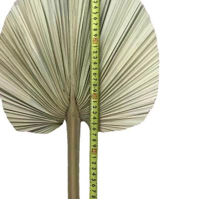 China Flower Style Palm Fan Sunflower Leaf Wedding Modeling Dry North European Home Decoration for sale