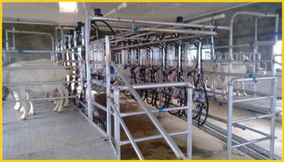 China Milk Suction for Goat KLN Fishbone Type Automatic Glass Recorder Milking Parlor for Goat and Sheep for sale