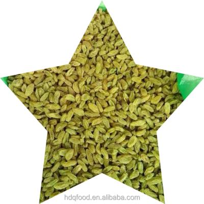 China China Origin Dried Fruit Good Quality Medium Size Green Jumbo Sultana Raisins for sale