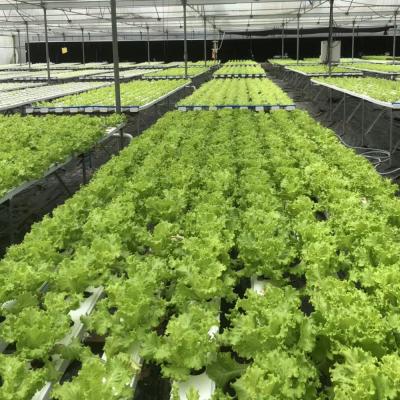 China GRO-DRO Farms 100*50mm Greenhouse PVC Channel Hydroponic nft Growing System for sale